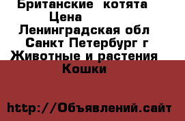 Британские  котята. › Цена ­ 4 500 - Ленинградская обл., Санкт-Петербург г. Животные и растения » Кошки   